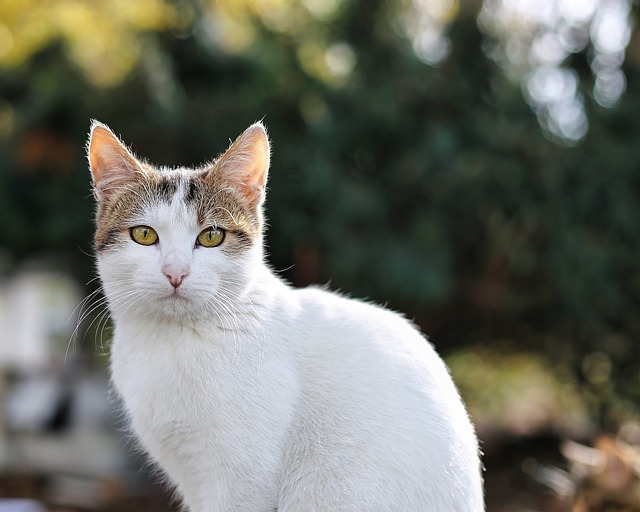 貓結膜炎的癥狀嚴重到什么程度需要立即就醫？